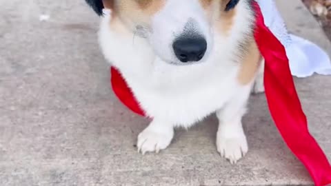 The corgi has left the building!