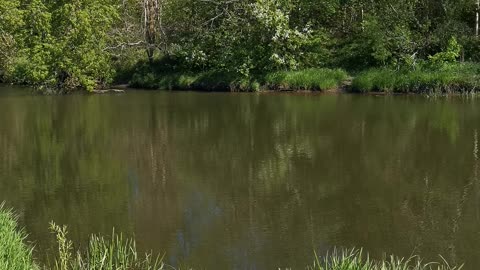 a chorus of frogs