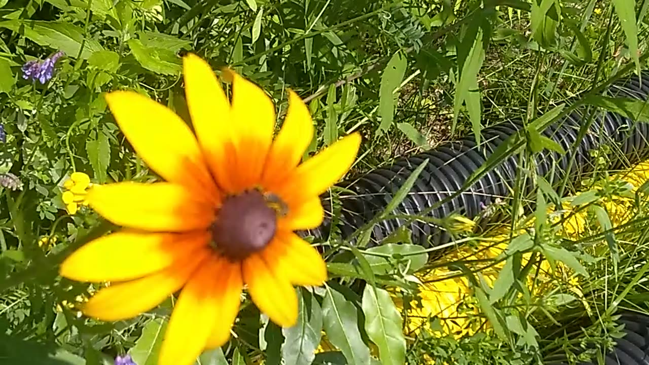 Black-eyed Susan