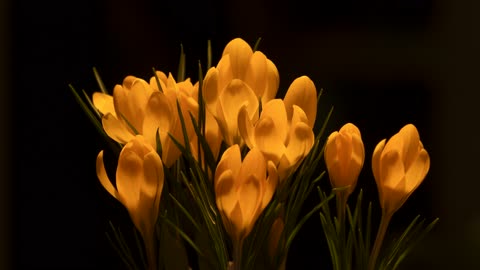 Crocus Fleur Bloom Blossom Jaune Fleur Jaune