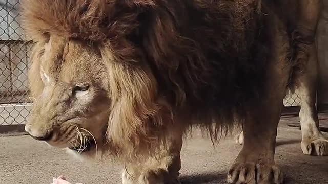 Funny king lion eat food #short