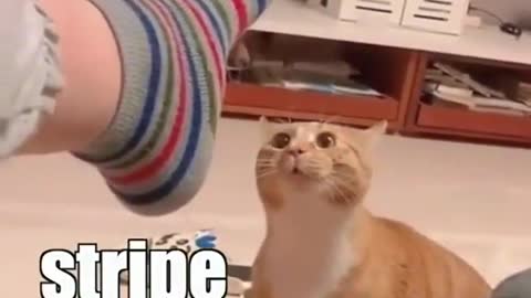 I present Stripe Foot Sharon