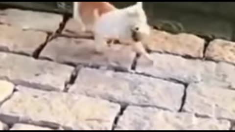 Funny cats and kittens