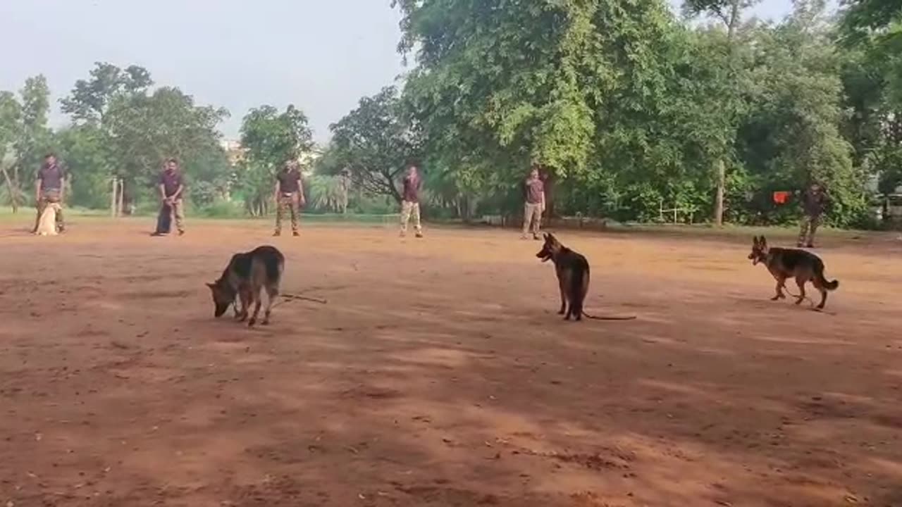 Dogs,Dogs training, practice