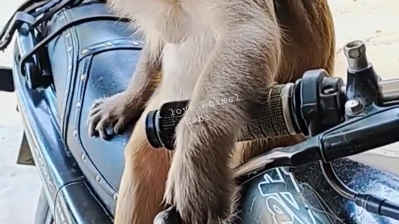 monkey sleeping on bike