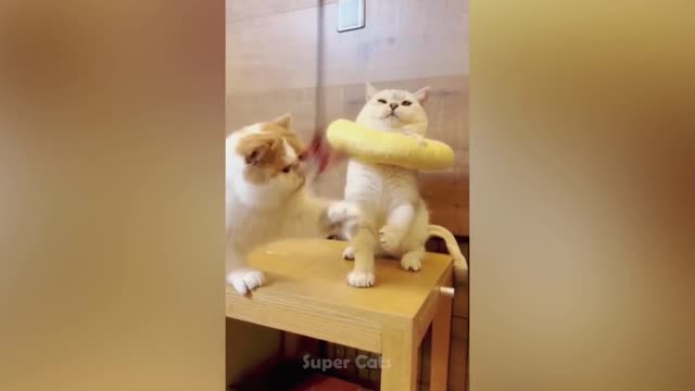 Cat Scare Of Cucumber - Funny Cat Reaction | Super Cats