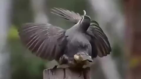 Feel the beauty of nature || beautiful bird