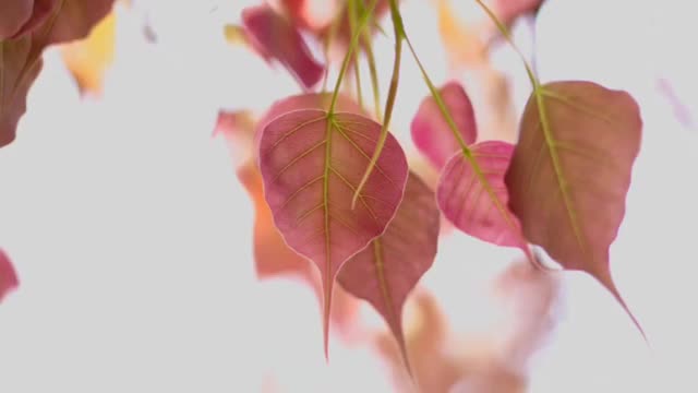 Relaxing Music | Sleeping, Meditation, Stress Relief | [1068] ⭐️