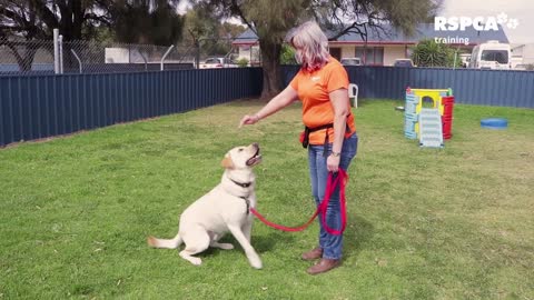 FREE DOG TRAINING SERIES – Lesson 1- how to teach your dog to sit and drop