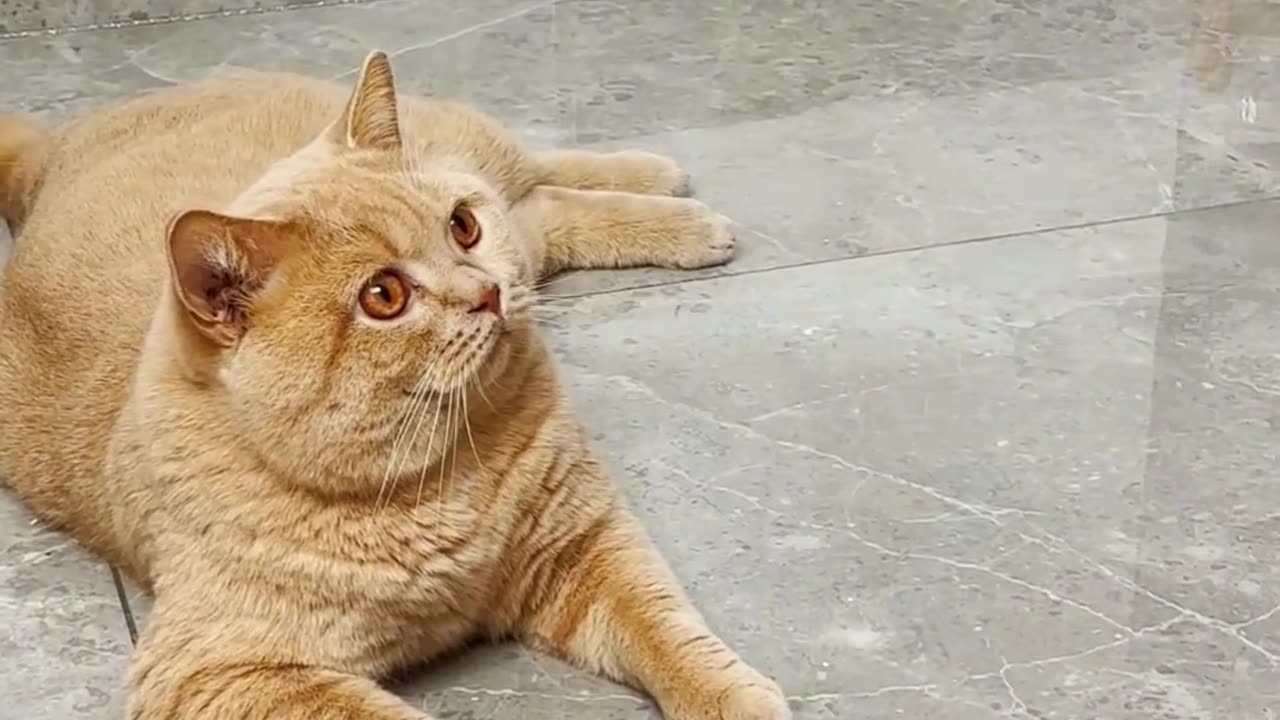 Funny cat video | animal video | funny video | cat video