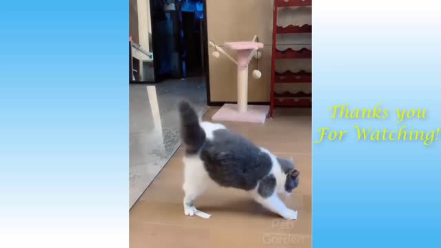 Cute Cat - Very funny Video