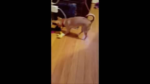 The Dog Follows the Sound and Presses the Button