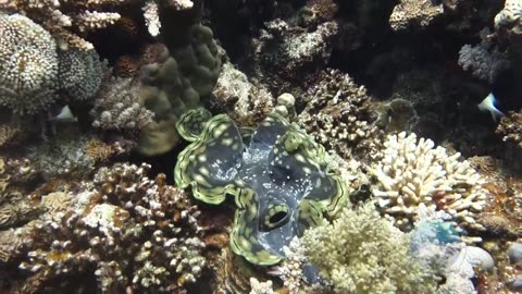 Underwater world . Jackson Reef,Tiran