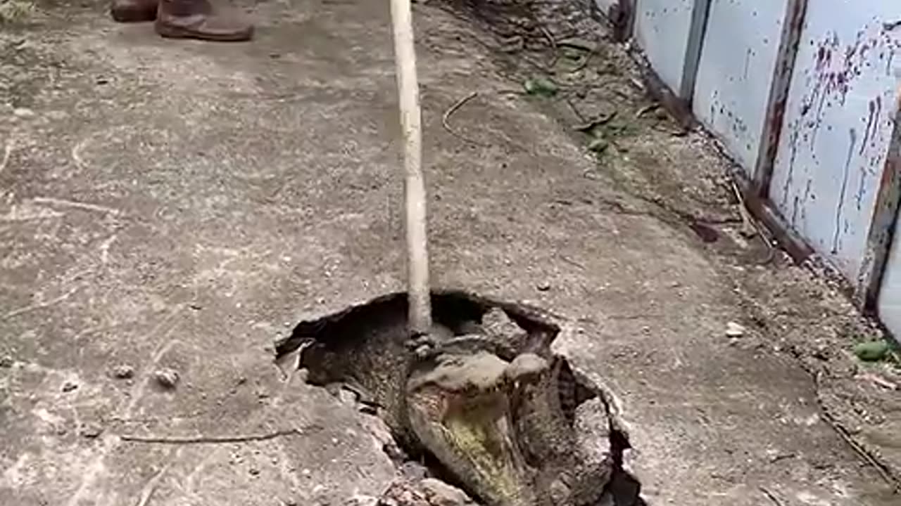 Crocodile dig tunnel to escape.wow