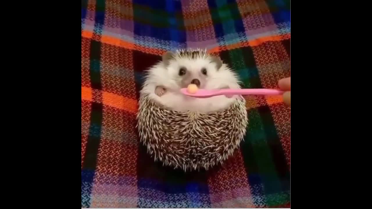 cute hedgehog wakes up for treat