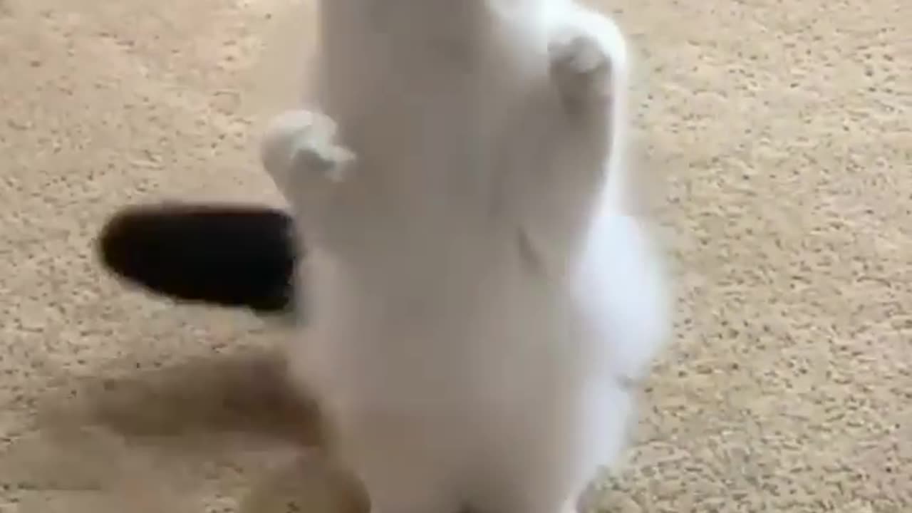 Funny cats