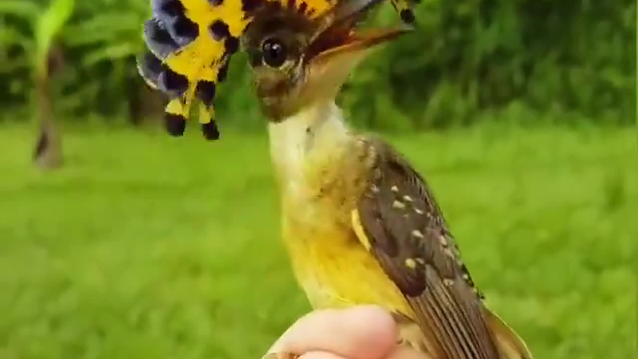 royal flycatcher