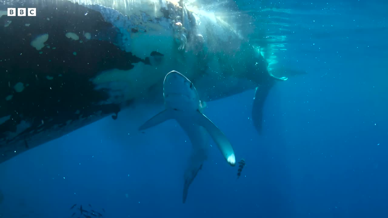 Sharks Feast On Whale | 4K UHD | Blue Planet II | BBC Earth