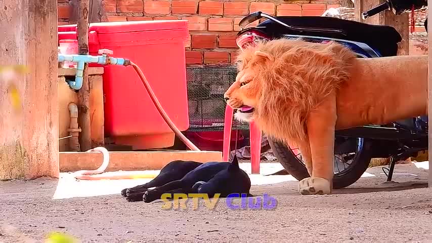 THE FAKE LION DOG PRANK 4