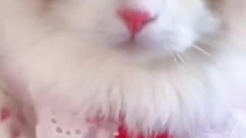 cute cat videos funny 😁