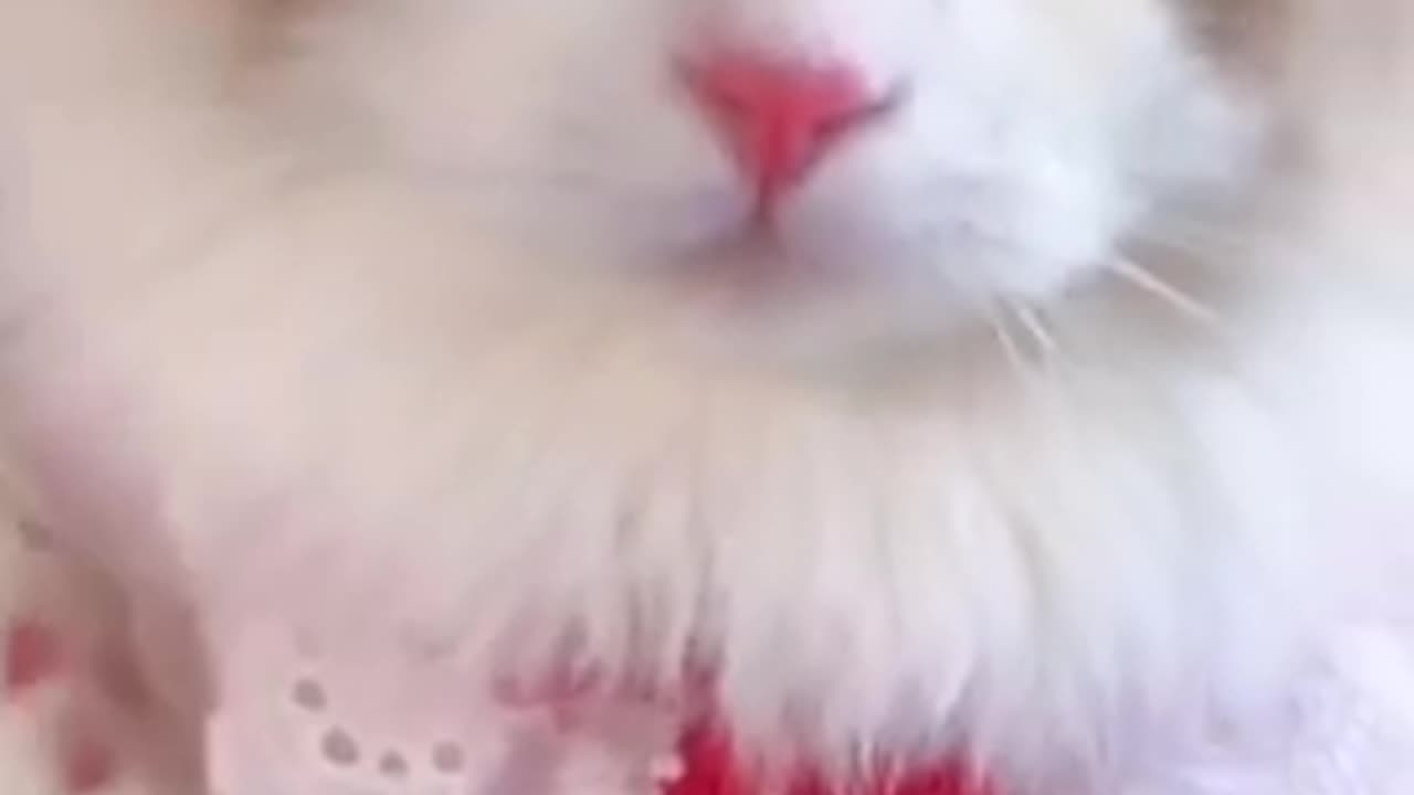 cute cat videos funny 😁