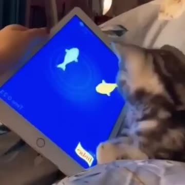 What_the_name_of_this_app