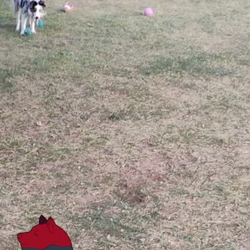 Got this great chew toy.....