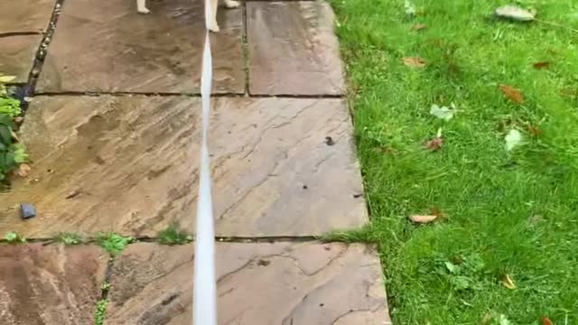Best Funny Animal Videos 2022 - Funniest Cats And Dogs Video Funny Cats