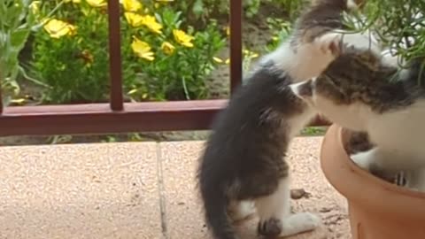 Two kittens playing