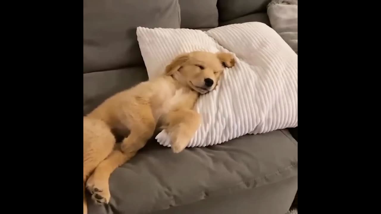 What your favourite Dog 🐶