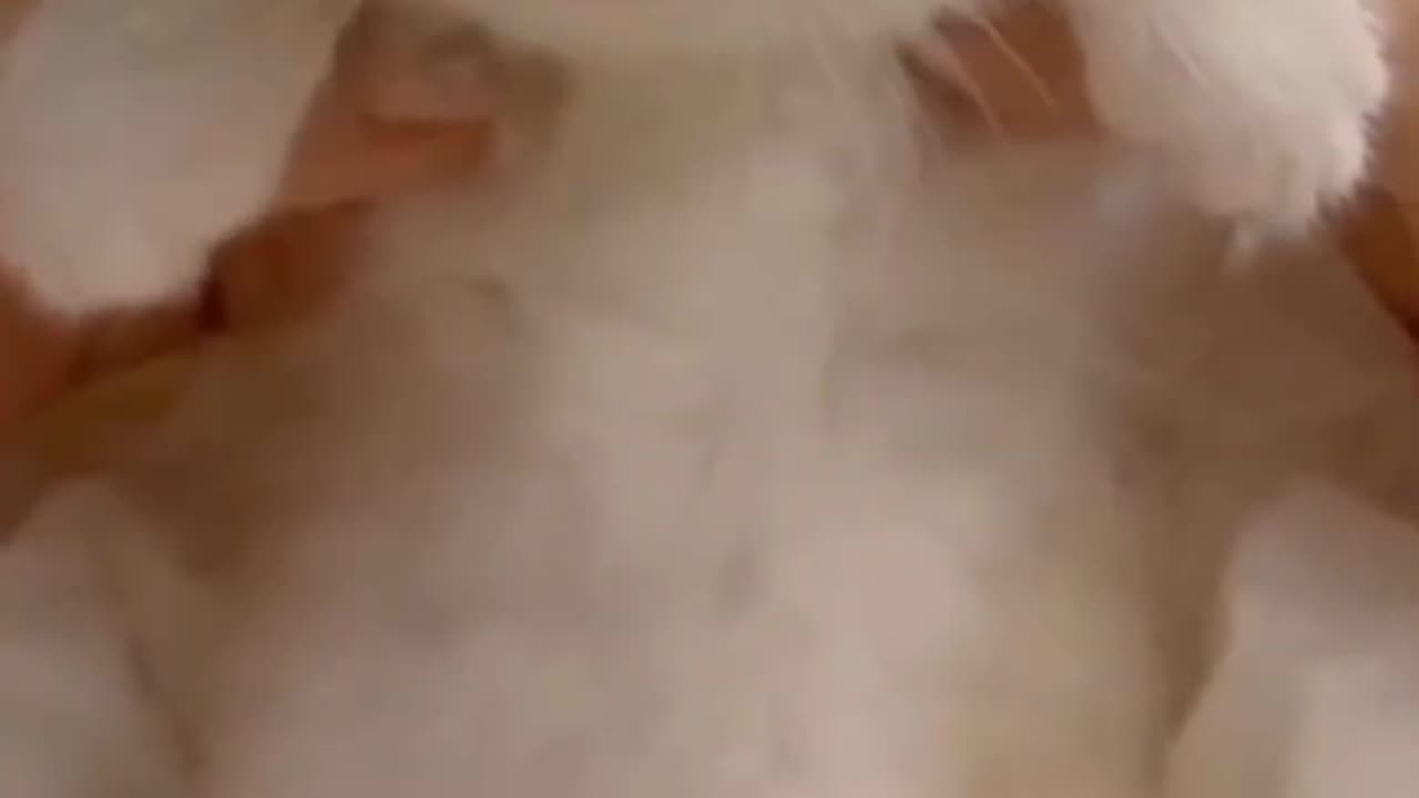 Cute baby cat 😲😲😲🥰😍 #rumble #shorts