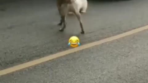 Funny animals video