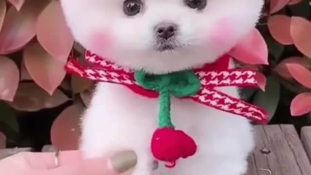 animal funnyvideo