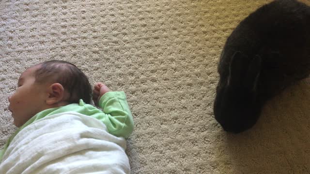 Bunny meets baby