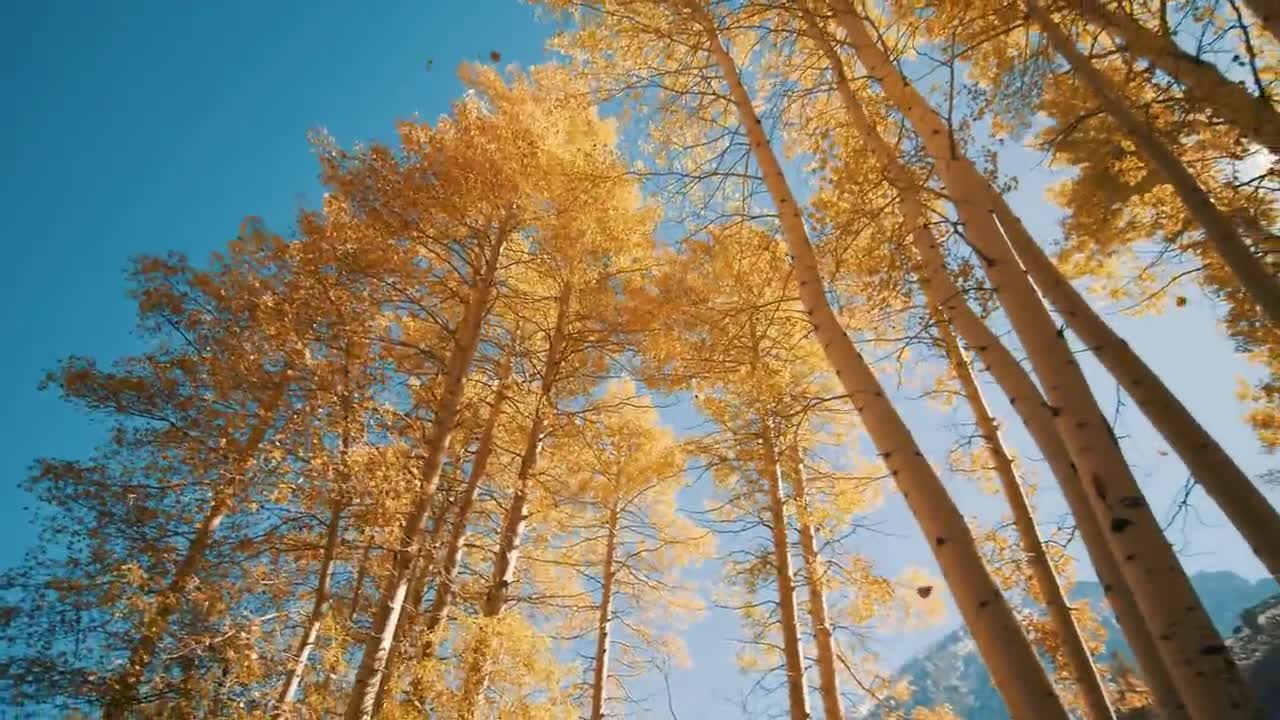 Enchanting Autumn Forests with Beautiful Piano Music