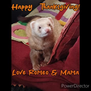 Happy Thanksgiving 🦃🍽️🦃