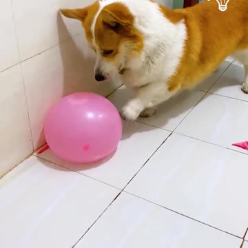 Dog pops water balloon🤣