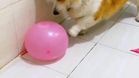 Dog pops water balloon🤣