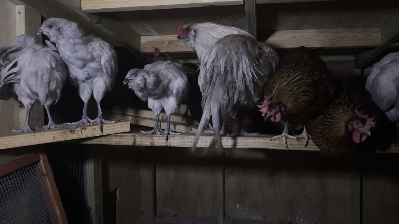 Chicken Feed Night Time