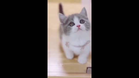 Cute cat video