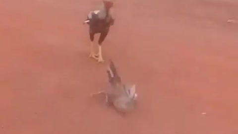 Chicken fight