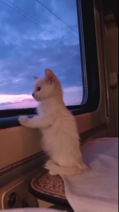 Shorts - Traveling Kitty