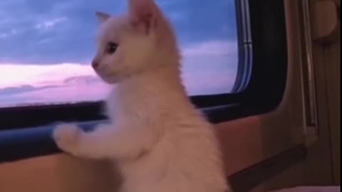 Shorts - Traveling Kitty