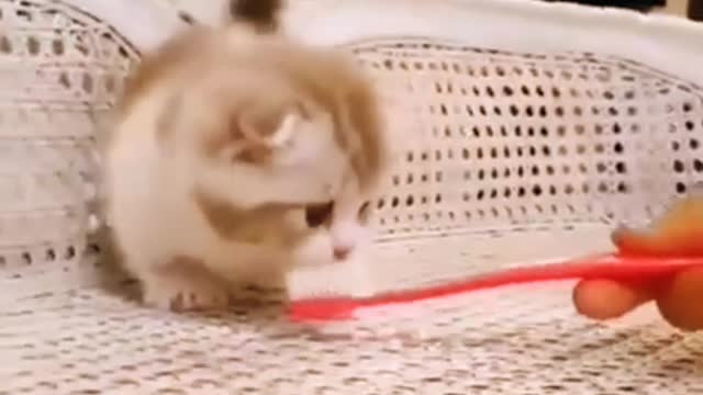 Cut cat funny video ploxpop in home