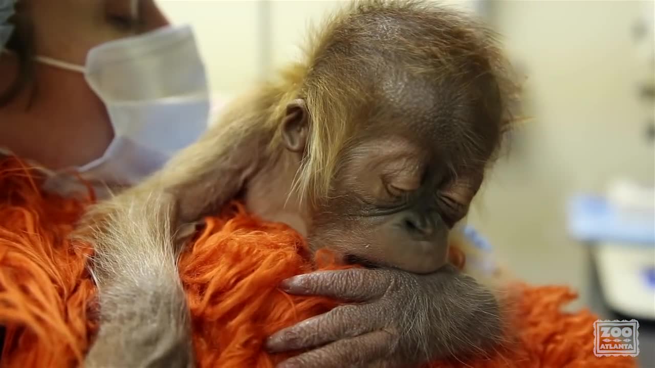 Caring for a newborn orangutan baby