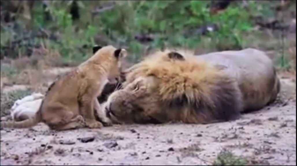 Lion Cub Wake Up