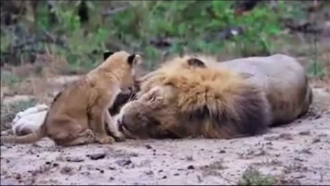 Lion Cub Wake Up