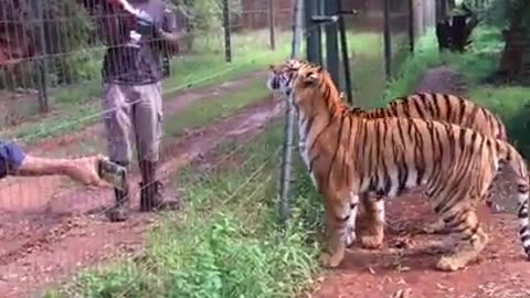 Tigers