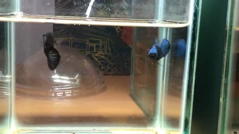 Fighter fish