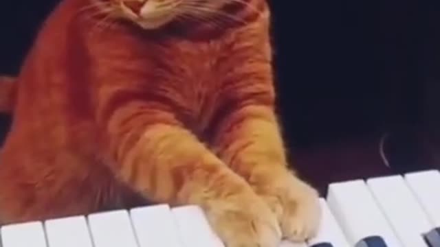 Cat palying piano 😻😻😽😽(FUNNY)